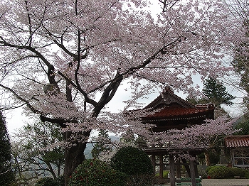  cherry tree of Myoyoji Temple